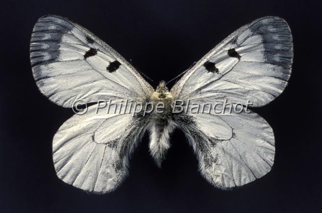parnassius mnemosyne.JPG - Parnassius mnemosyneSemi ApollonClouded ApolloLepidoptera, PapilionidaePapillon protégé en France